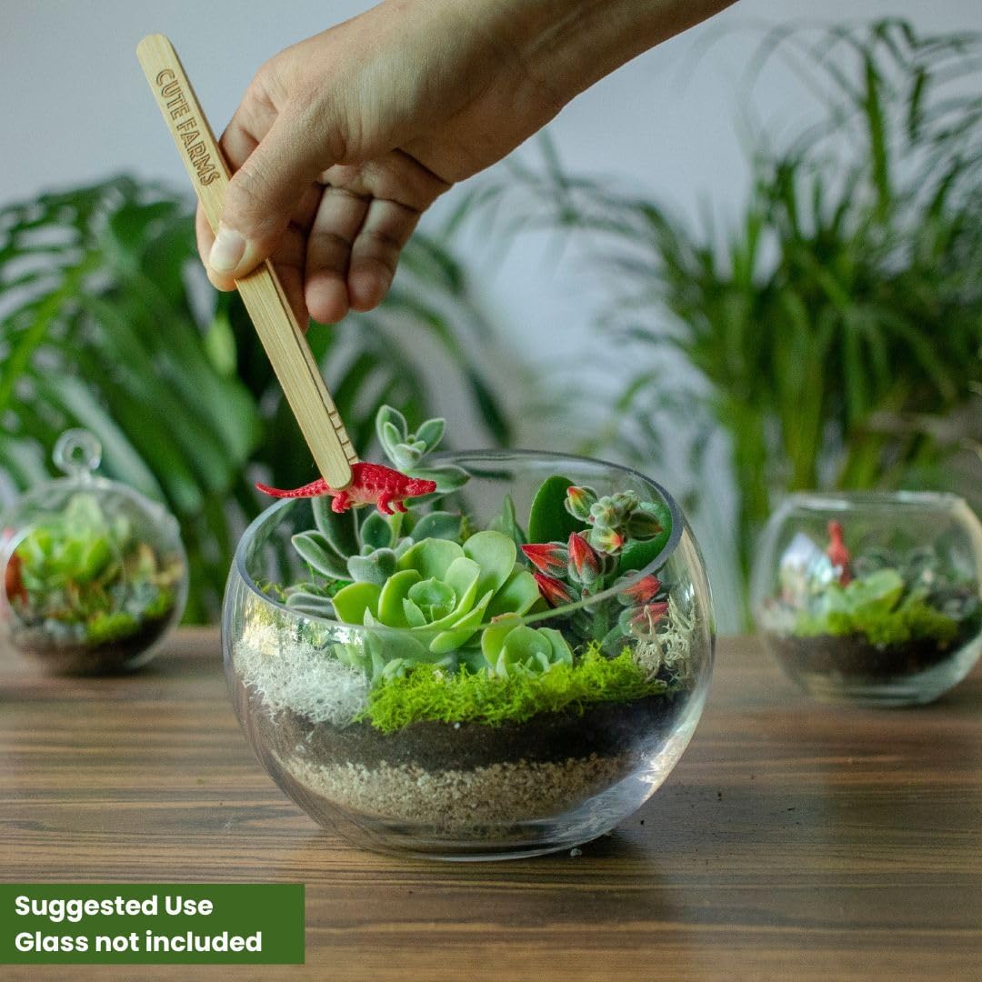 Cute Farms Terrarium Starter Kit | Moss, Vermiculite, Soil, Pebbles, Plant Food, & Finishing Tools (Medium Kit + Live Plants)