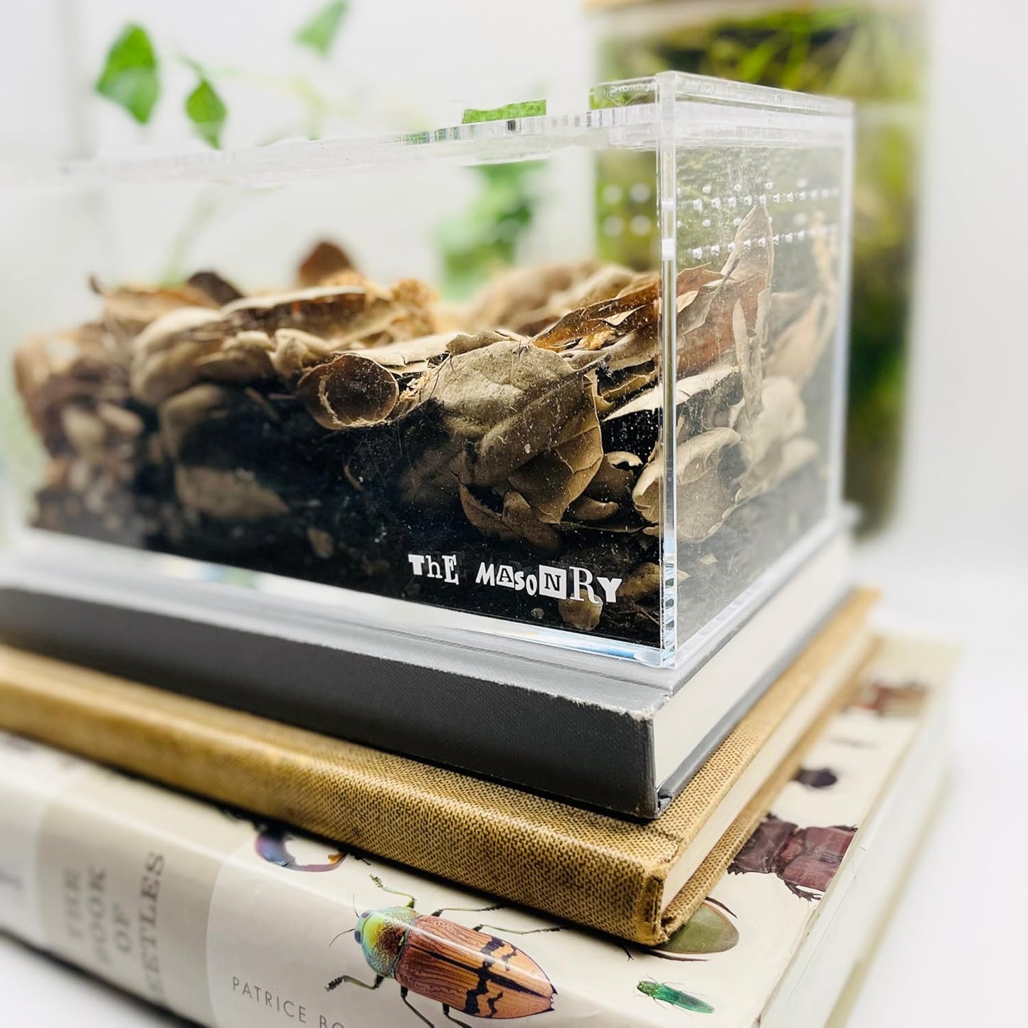 THE MASONRY | Acrylic Terrarium for Isopod Enclosure | 8"x4"x4" | Sling Tarantula Enclosure and Bug Tank | Small Spider Habitat | Terrarium Pre-Assembled with Magnetic Lock